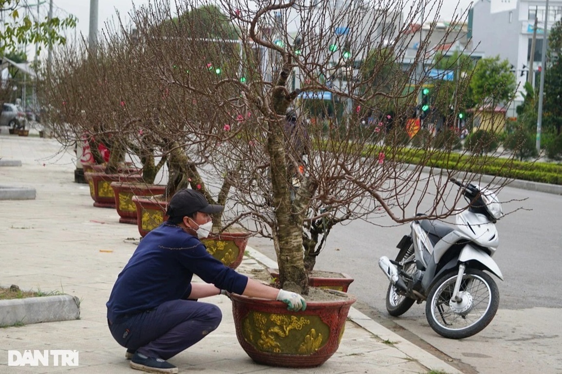 Đào khủng cổ thụ bàn tay lộc, hét giá trăm triệu đồng ở Thanh Hóa - 10 Đào khủng cổ thụ bàn tay lộc, hét giá trăm triệu đồng ở Thanh Hóa - 10