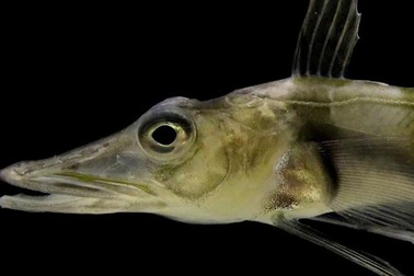 Loài cá kì lạ ở Nam Cực khiến các nhà khoa học hoang mang