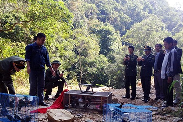 Thả 113 con chim Yểng về rừng Yên Tử