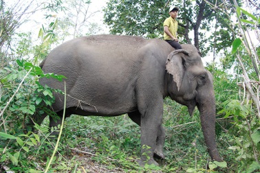 Gặp cậu bé nhỏ tuổi nhất Bản Đôn cưỡi voi nặng gần 4 tấn