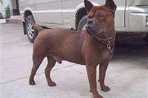 Tây Nguyên: Báo động tình trạng chó cắn người