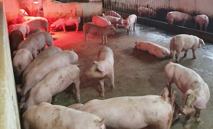 Cứu được đàn lợn hàng chục tỷ đồng nhờ tiêm vắc xin thử nghiệm - Ảnh 2. Cứu được đàn lợn hàng chục tỷ đồng nhờ tiêm vắc xin thử nghiệm - Ảnh 2.