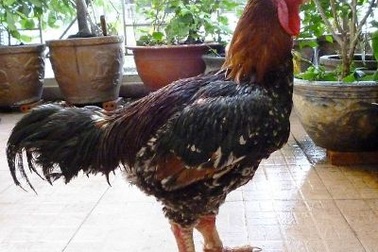 Gà Hồ “tiến Vua” danh bất hư truyền