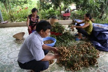 Người dân sông Mã đổi đời nhờ ép "cây xóa đói" chín sớm