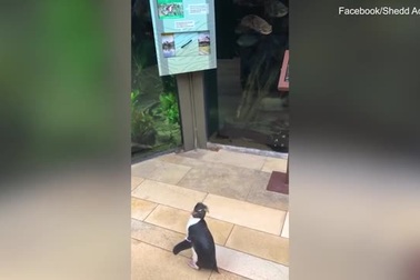 Công viên hải dương học đóng cửa, chim cánh cụt được “đi thực địa”