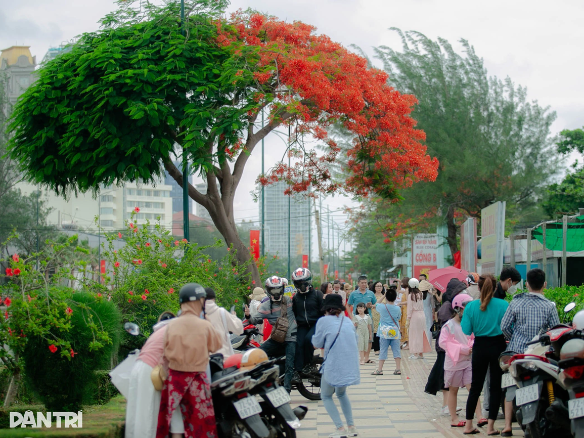Cây phượng gây bão mạng hút đoàn người xếp hàng chờ check-in giữa trưa - 2 Cây phượng gây bão mạng hút đoàn người xếp hàng chờ check-in giữa trưa - 2
