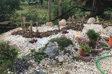 Độc đáo khu vườn sen đá hình bản đồ Việt Nam của mẹ Việt ở trời Tây