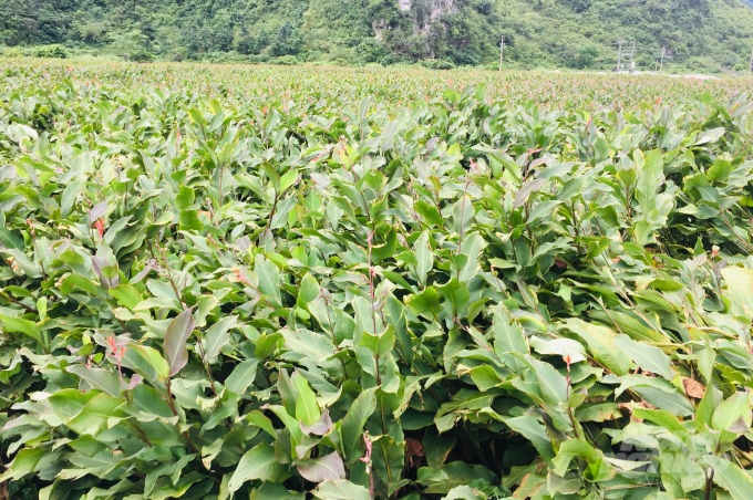 Tìm hiểu về cây dong riềng, nguyên liệu làm nên đặc sản trứ danh - 1 Tìm hiểu về cây dong riềng, nguyên liệu làm nên đặc sản trứ danh - 1