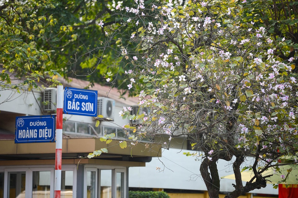 Sắc hoa Tây Bắc nở rộ giữa lòng Hà Nội - 3