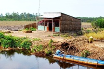 Hạn, mặn gây thiệt hại trên 230 tỷ đồng