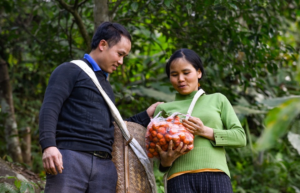 Người Mường ở Bá Thước kiếm hàng chục triệu mỗi năm nhờ cây quýt hôi - 4 Người Mường ở Bá Thước kiếm hàng chục triệu mỗi năm nhờ cây quýt hôi - 4