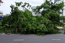 Cây xanh đổ, đè người đi xe máy ở TPHCM