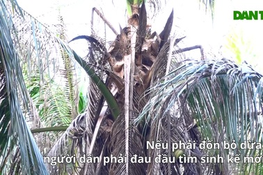 Sâu đầu đen phá hoại dừa ở Tiền Giang