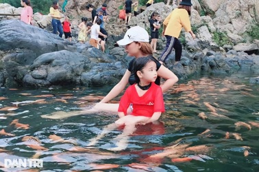 Chiêm ngưỡng dòng suối cá vàng độc đáo ở miền Tây xứ Nghệ