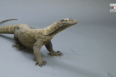 Loài rồng duy nhất đang tồn tại, có nước bọt siêu độc gây chết người