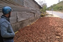 Thương lái Trung Quốc săn mua cây huyết đằng