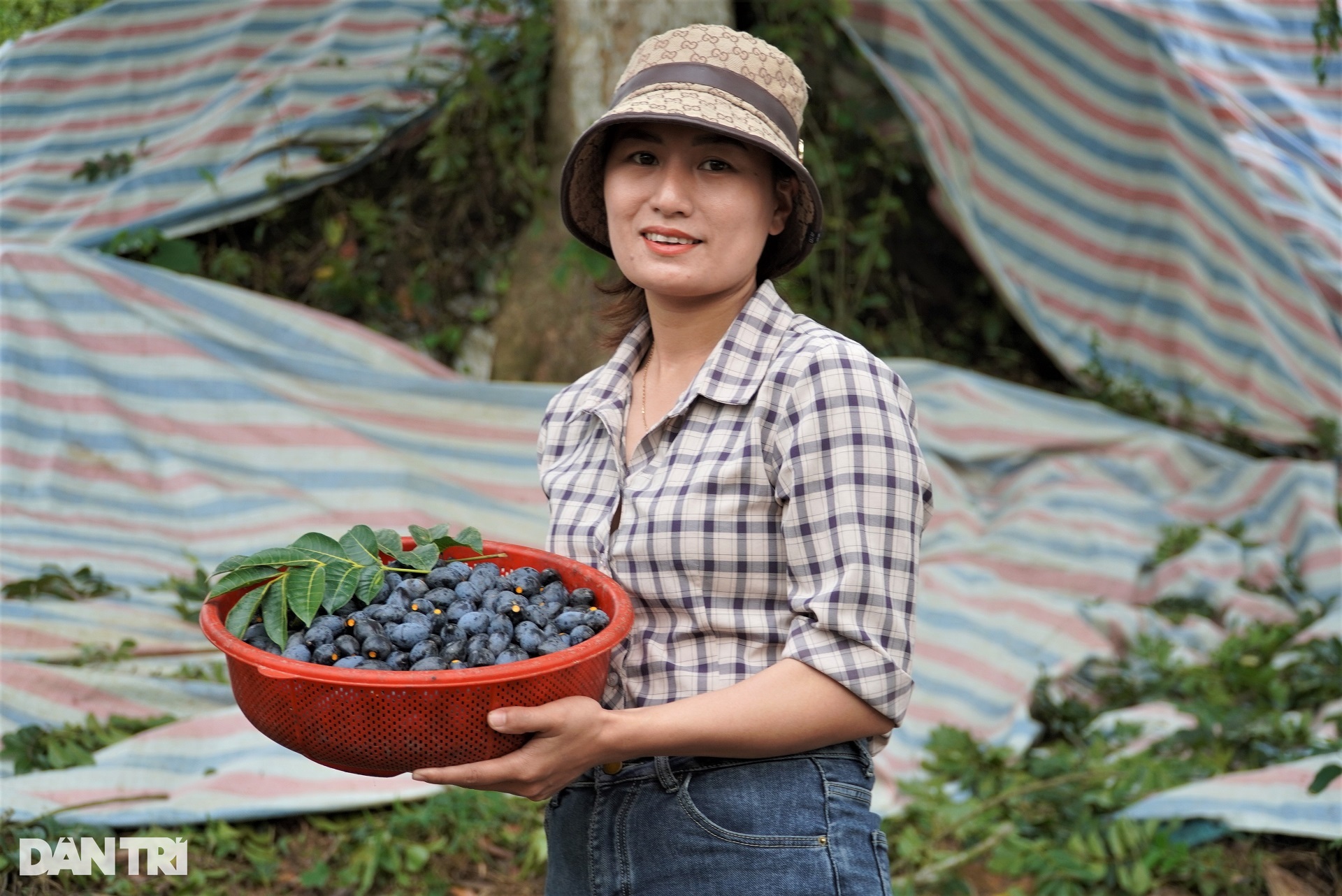 Làm xiếc trên cây hái loại quả đen xì, đặc sản được săn lùng - 13 Làm xiếc trên cây hái loại quả đen xì, đặc sản được săn lùng - 13