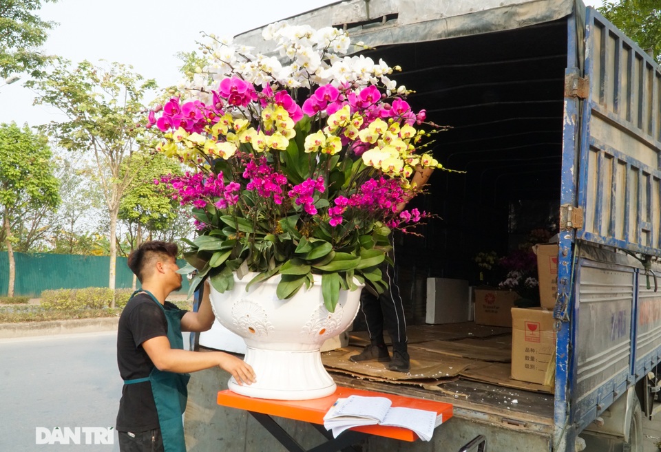 Hoa lan hồ điệp giá trăm triệu tấp nập xuống phố phục vụ đại gia chơi Tết - 12 Hoa lan hồ điệp giá trăm triệu tấp nập xuống phố phục vụ đại gia chơi Tết - 12