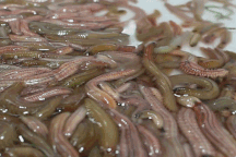 Về thủ phủ nuôi đặc sản con "nhung nhúc, béo tròn", muốn ăn đến mùa mới có