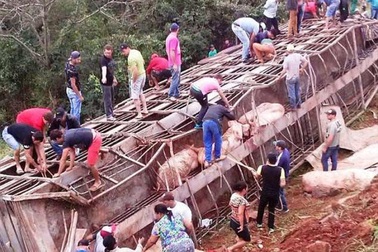 Xe tải chở 120 con lợn bị lật, người dân nhiệt tình tới hôi của