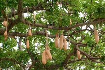 Loại quả thiêng nhìn như xúc xích nặng 10kg, dài 1m có thể rơi chết người