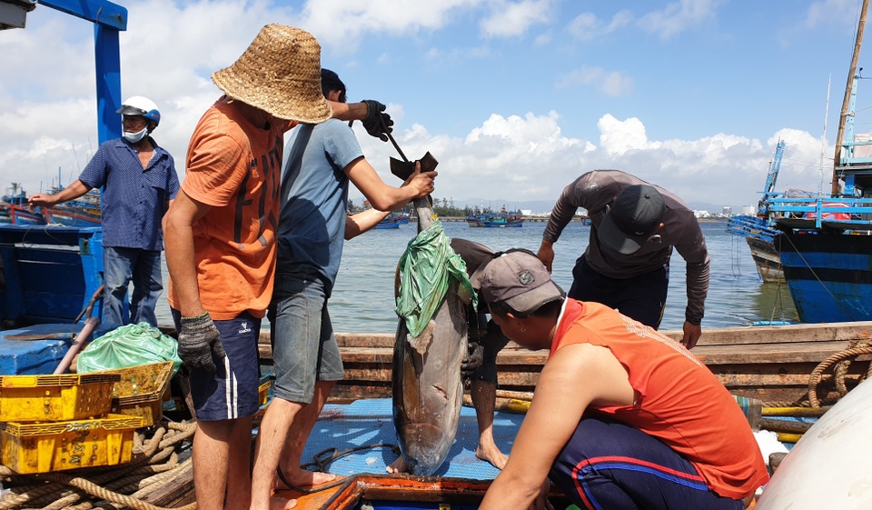 Đặc sản cá ngừ đại dương: Giá lao dốc vì không xuất khẩu được - 3 Đặc sản cá ngừ đại dương: Giá lao dốc vì không xuất khẩu được - 3