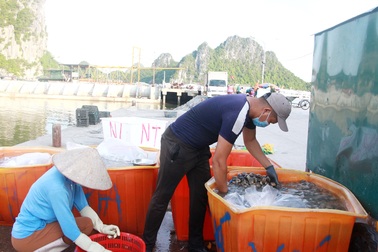 Sự thật về clip ngư dân đổ ngao hai cùi xuống biển do bị ép giá thê thảm