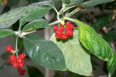 Thực hư loài cây dại chữa được bách bệnh, gồm cả Covid-19