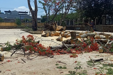 Lẽ nào sân trường vắng bóng cây xanh?