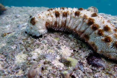 Bị phạt một triệu đô vì buôn lậu hải sâm