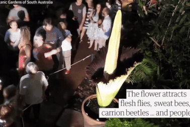 Chen chân nhau xếp hàng ngửi thử loài hoa tỏa ra mùi thối như chuột chết