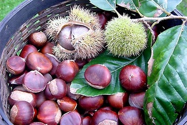 Hạt dẻ - vua của loài quả khô phòng nhiều bệnh