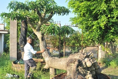 Độc đáo cây xoài kiểng hình chiếc trực thăng