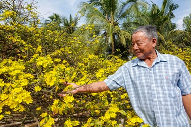 Ngắm "cụ mai" dáng chim công được chủ nhà quý như người thân