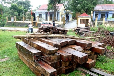 Kỷ luật nhiều cán bộ để mất rừng