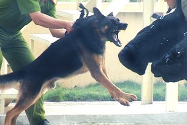 “Đột nhập” trại huấn luyện chó nghiệp vụ lớn nhất Việt Nam