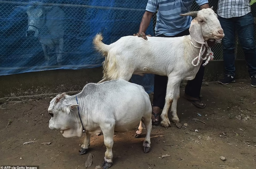 Chú bò tí hon nhất thế giới, chỉ cao... 51 cm - 4 Chú bò tí hon nhất thế giới, chỉ cao... 51 cm - 4