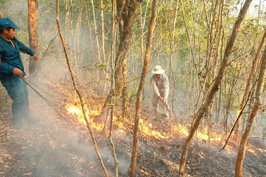 Gần 10 ha rừng phòng hộ bị bà hỏa thiêu rụi