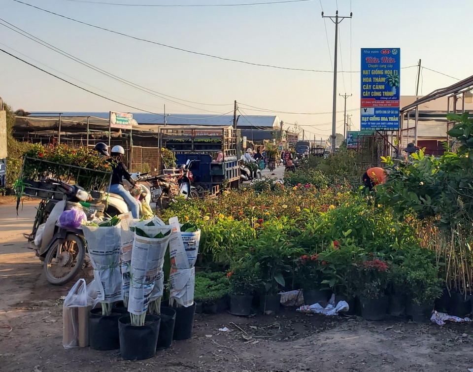 Thủ phủ hoa tất bật vào vụ dịp Tết Nguyên đán - 2 Thủ phủ hoa tất bật vào vụ dịp Tết Nguyên đán - 2