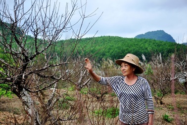 Vườn đào trăm triệu đồng của vợ chồng già nơi “thâm sơn cùng cốc”