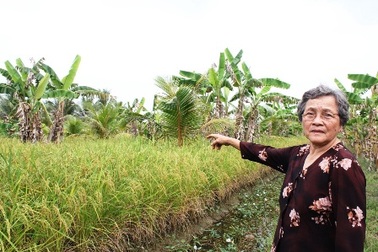 Cho người nghèo mượn đất canh tác lại bị kiện ngược đòi quyền sở hữu