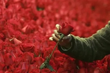 MV Triệu đóa hồng - Câu chuyện tình lãng mạn vượt biên giới