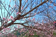 Dân buôn tiết lộ mùa Tết bán 800 cành đào rừng