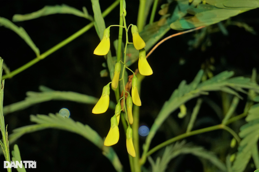 Soi đèn xuyên đêm gom bông điên điển mùa nước nổi - 5