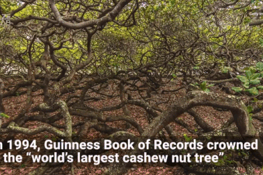 Cây điều 140 tuổi lớn hơn cả sân bóng đá