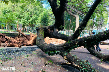 Phó Chủ tịch Buôn Ma Thuột nói về cây xanh bật gốc trên con đường tuyệt đẹp