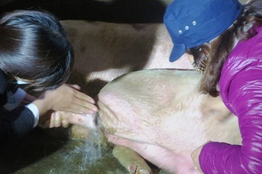 Vụ lợn bệnh được cấp phép giết mổ: Chỉ là bệnh viêm da, viêm kẽ móng chân!