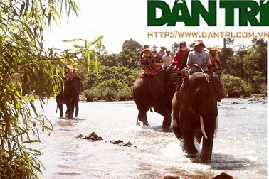 Kiệt sức, voi du lịch chết trong rừng