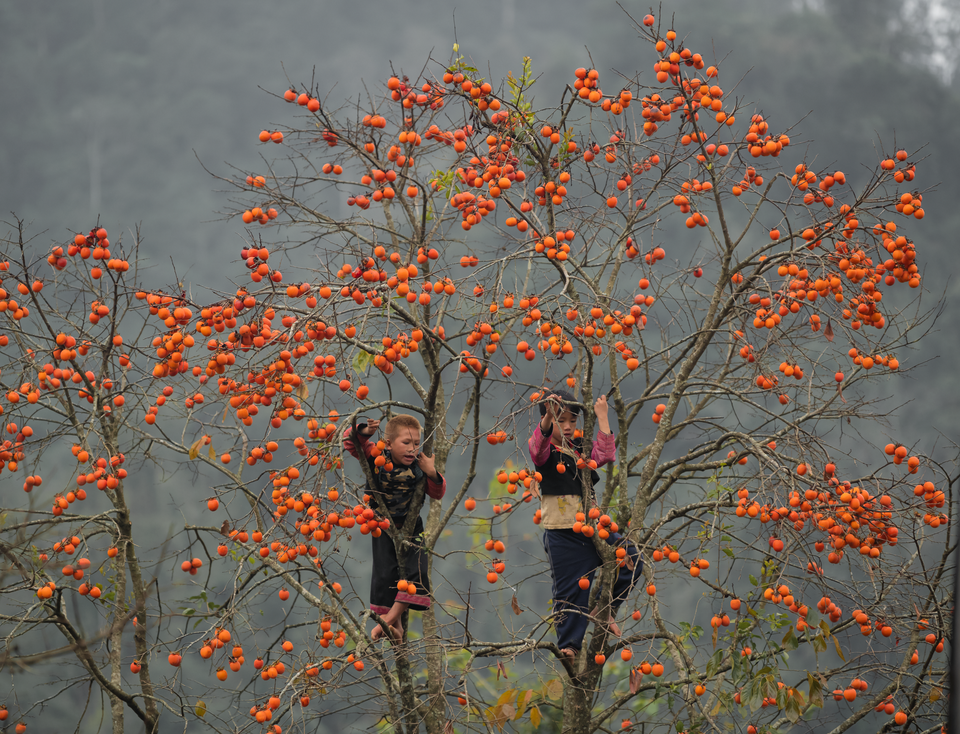Đẹp quên lối mùa hoa mận nở trắng trời cao nguyên Mộc Châu - 9 Đẹp quên lối mùa hoa mận nở trắng trời cao nguyên Mộc Châu - 9