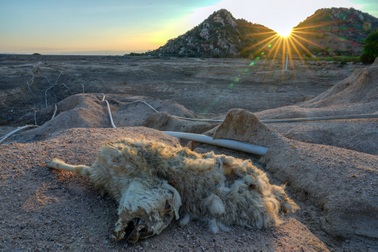 Cây trồng, vật nuôi chết khát ở "chảo lửa" Ninh Thuận